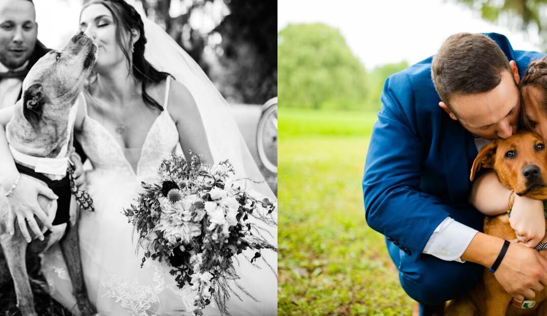 Everything you Need to Know to Elope with your Pets