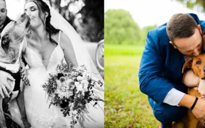 Everything you Need to Know to Elope with your Pets